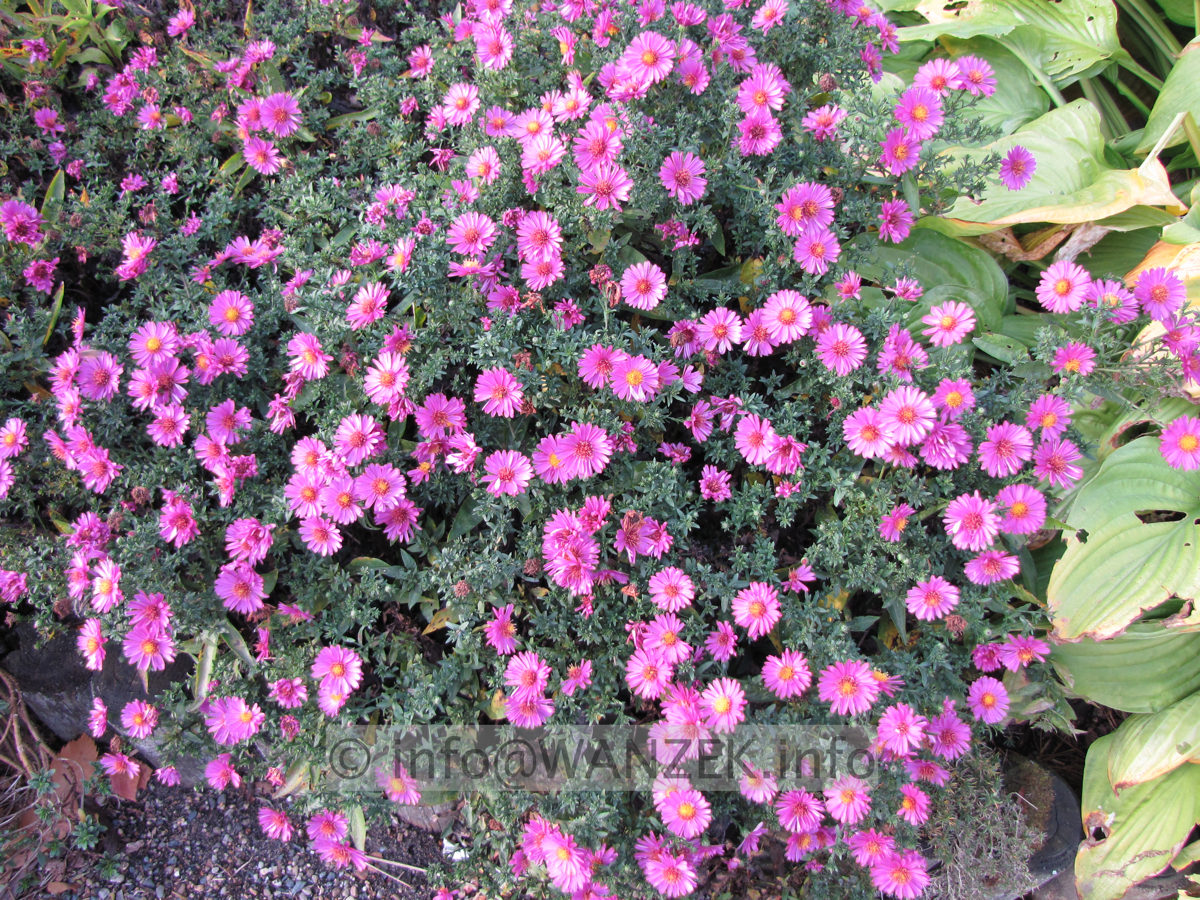 Aster dumosus Kassel.JPG